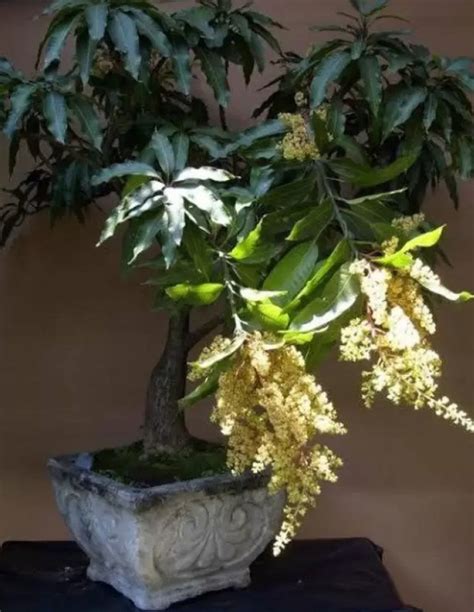 Bonsai Mango Tree Dwarf Fruiting Mango Bonsai Tree Live - Etsy UK