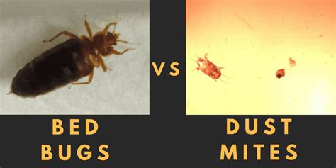 Bed Bugs, House Dust Mites – What’s the Difference?