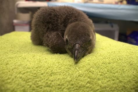 Trio of Endangered Penguins at the Audubon Aquarium - ZooBorns