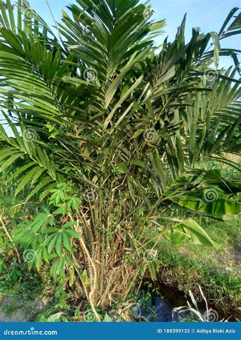 Salak Tree Also Known Salacca Zalacca and Snake Fruit with a Natural Background Stock Photo ...