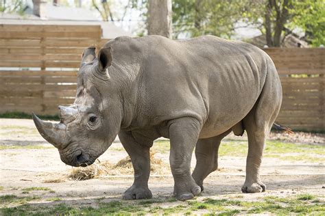 Southern White Rhinoceros - Potawatomi Zoo