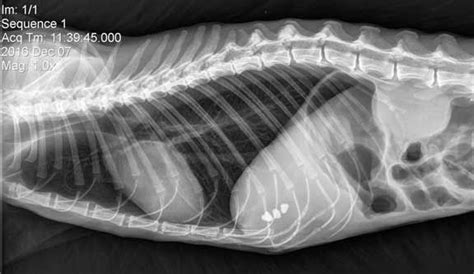 Learn How to Read a Cat X-ray | Long Beach Animal Hospital | Lung lobes ...