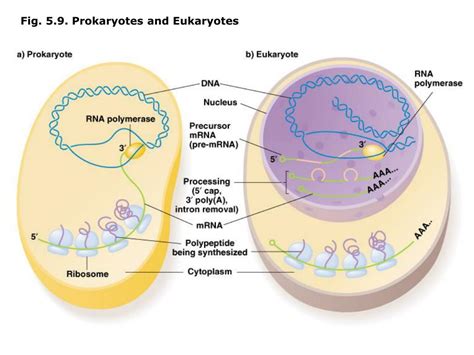 PPT - Chapter 5: Gene Expression - Transcription PowerPoint Presentation - ID:5742901