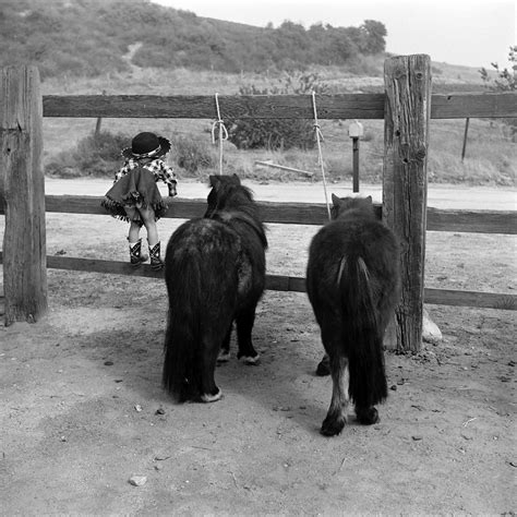 Clydesdale Horse Photobombs Little Girl: Photo | TIME