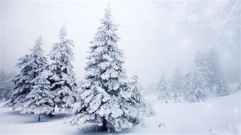 White Snow Tree Wallpapers - Wallpaper Cave