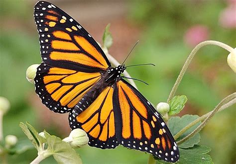 Minnesota Secretary Of State - State Butterfly - Monarch