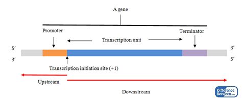 Difference Between Upstream and Downstream DNA | Compare the Difference ...