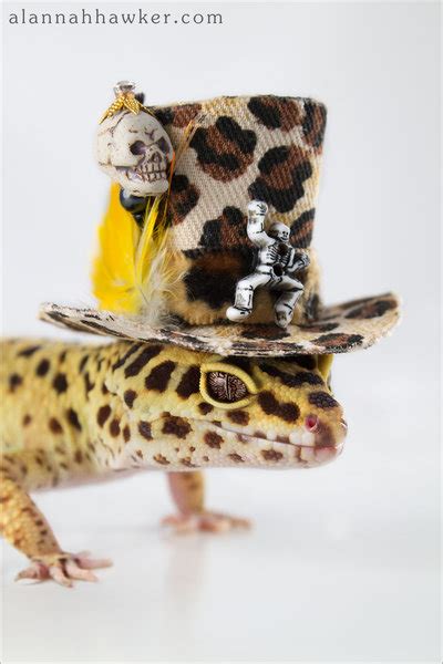 Leopard geckos on Pinterest | Leopard Geckos, Geckos and Cricket