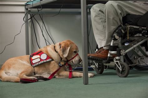 Twenty Questions for a Service Dog Trainer - The Dogington Post