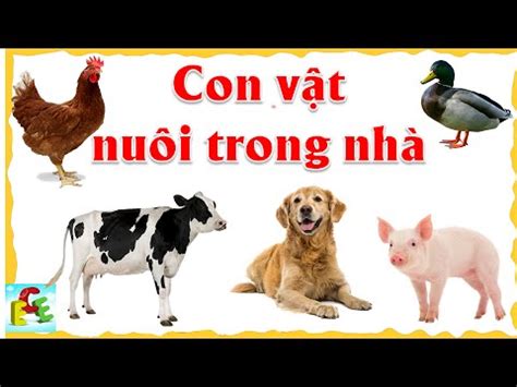 Vật nuôi là gì? Tìm hiểu về Vật nuôi chi tiết nhất 2023 - Agriculture Education