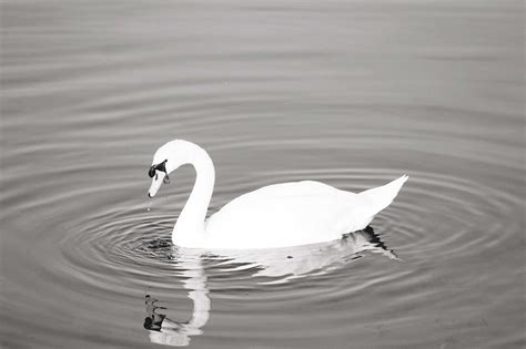 Views: Swan River