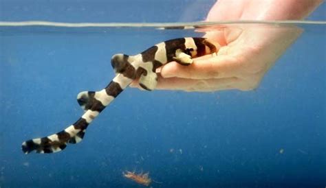 The tame baby sharks that DON'T bite the hand that feeds them (With images) | Saltwater fish ...