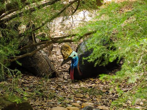 Where Do Cassowaries Live? (Habitat + Distribution) | Birdfact