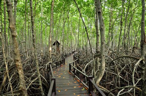 รวม 10 ป่าชายเลนทั่วไทย กรีนซีซั่นนี้สายธรรมชาติต้องไปชิลล์