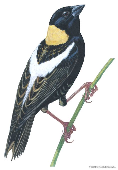 Bobolink | Migratory, Grassland, Songbird | Britannica