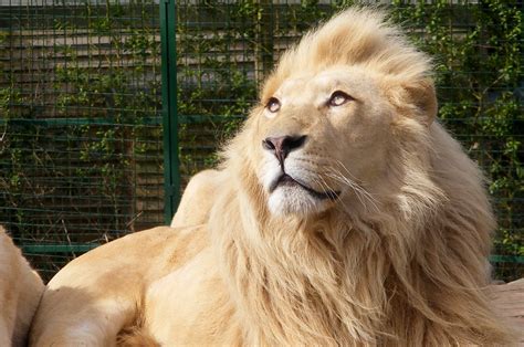 White lions | White lion, Paradise Park, Broxbourne | monkeywing | Flickr