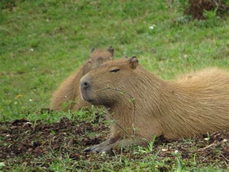 What is a capybara? - Twinkl Teaching Wiki - Twinkl