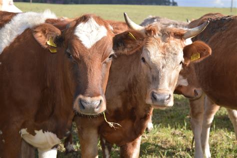 Free Images : farm, pasture, grazing, beef, fauna, bull, vertebrate, horns, ox, simmental cattle ...