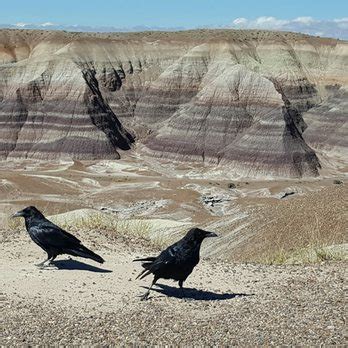 Petrified Forest National Park - 468 Photos & 137 Reviews - Parks - 1 ...