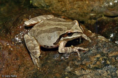 Baja California Treefrog - Pseudacris hypochondriaca hypochondriaca