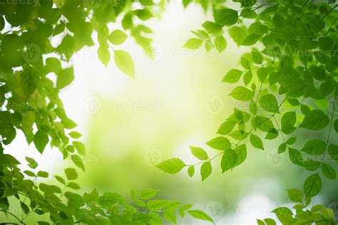 Top more than 55 greenery background wallpaper latest - in.cdgdbentre