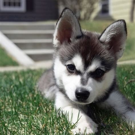 5 Facts About Alaskan Klee Kai | Greenfield Puppies