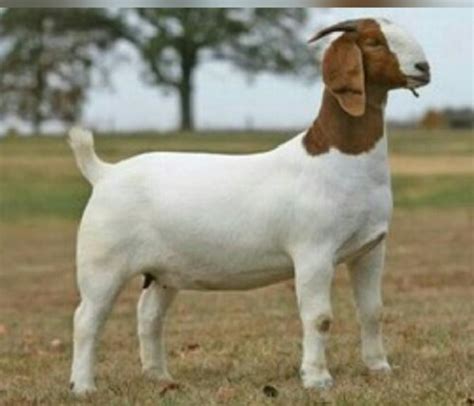 Boar Goat For Sale Buy In Large Quantity - Agriculture - Nigeria