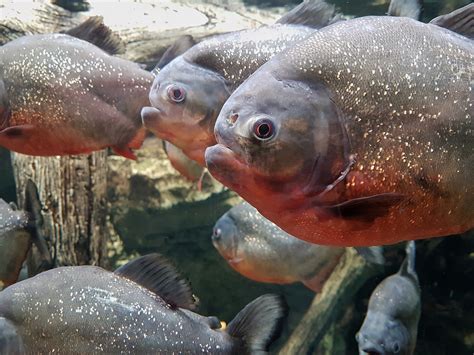 Pet Piranha 101 - Do Piranhas make good pets? - GeoZoo.org