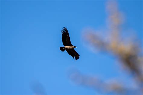 Condor Photos, Download The BEST Free Condor Stock Photos & HD Images