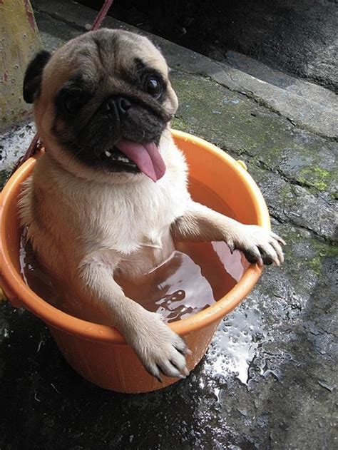 funny pug dog pictures - Dump A Day