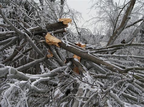 Disaster-Related vegetative debris removal caused by the February 11-19 ...