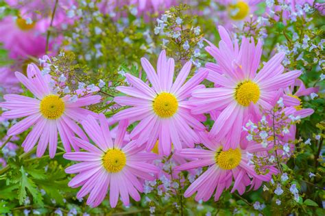 Download Nature Pink Flower Flower Chrysanthemum HD Wallpaper