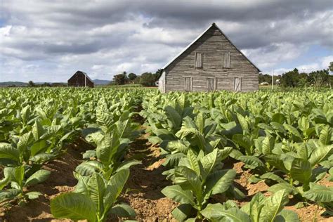 NAICS Code 111910 - Tobacco farming