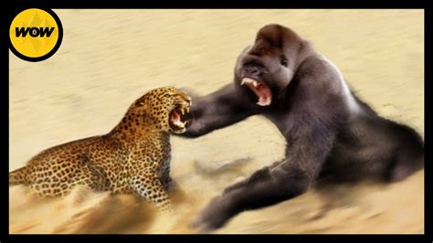 Leopard and Gorilla Takes On Each Other In Epic Fight of The Year ...