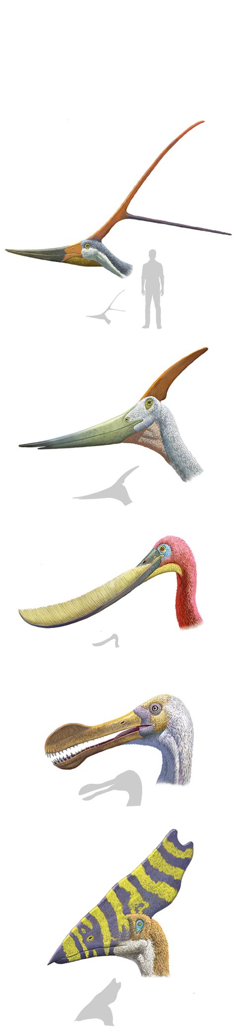 Why Pterosaurs Were the Weirdest Wonders on Wings