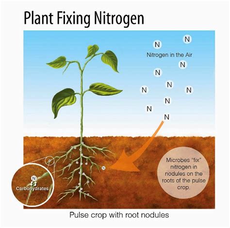 Nitrogen Cycle: Definition, Steps, Importance and Solved Example