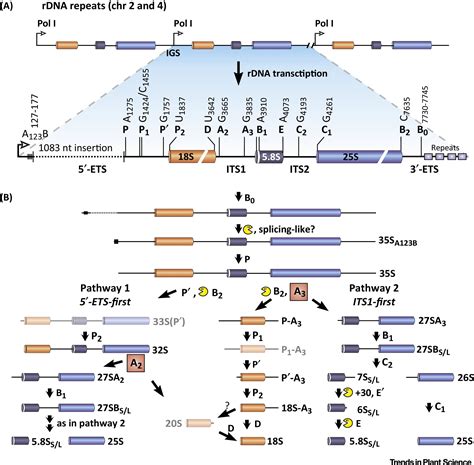 Plant-Specific Features of Ribosome Biogenesis: Trends in Plant Science