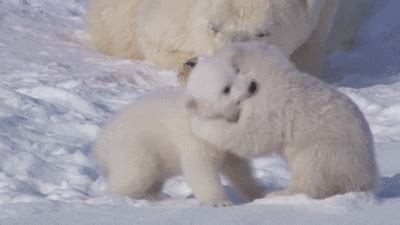 Baby Polar Bear Gif