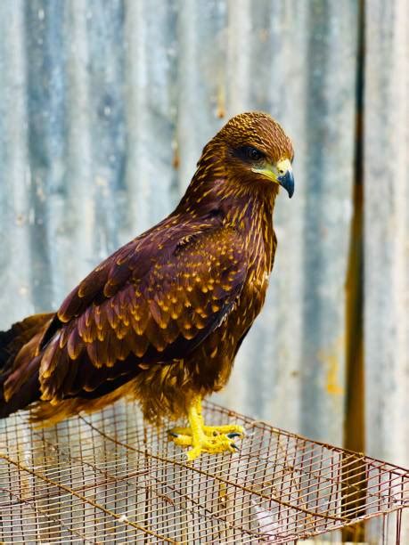 Kite Bird Of Prey Carnivore Animal Stock Photos, Pictures & Royalty ...