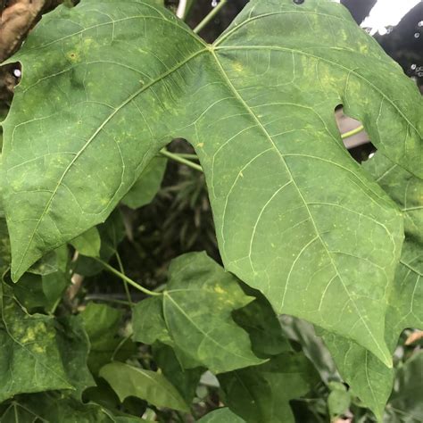 Chaya: The Maya Spinach in Belizean Cuisine