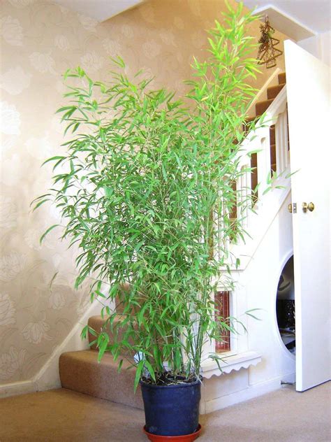 1 Bamboo Hardy Evergreen Gardening House Plant in Pot Inoor Outdoor Mini Tree | eBay