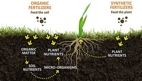 How Does Fertilizer Affect Plants Grow