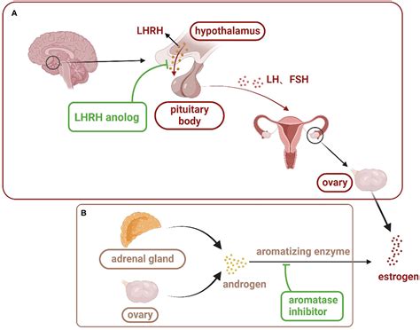 Frontiers | The recent progress of endocrine therapy-induced osteoporosis in estrogen-positive ...