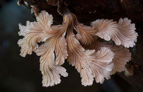 22 Extraordinary Macro Photography of Mushrooms | 99inspiration