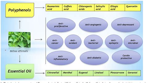 Phytochemical components and Pharmacological effects of Melissa... | Download Scientific Diagram