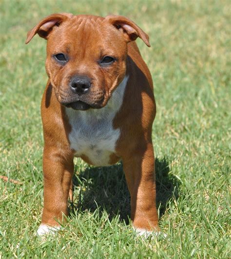 Staffy. | Staffy dog, Bull terrier dog, Pitbull terrier