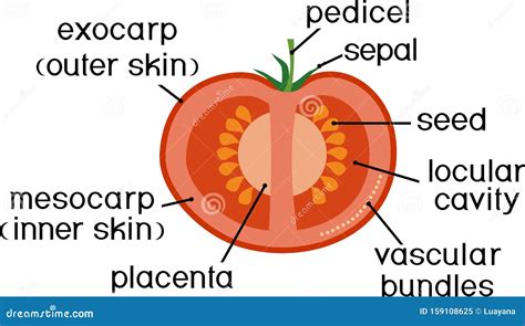 Morphologie Et Anatomie Des Fruits Rouges Mûrs à La Tomate Structure ...