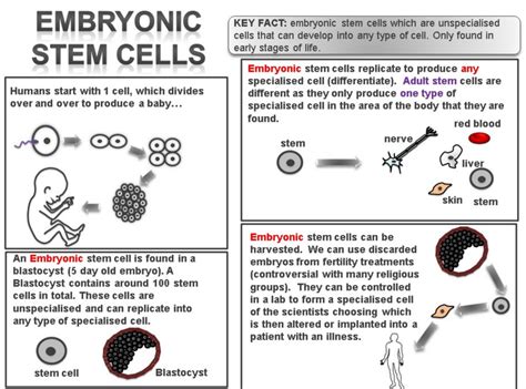 Overview - Ethics in Science: stem cells research - LibGuides at Mater Christi College