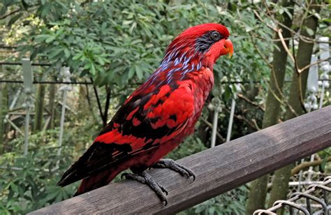 BIRDWALKERMONDAY: 19-3-2015 JURONG, SINGAPORE - BLUE STREAKED LORY (Eos reticulata)