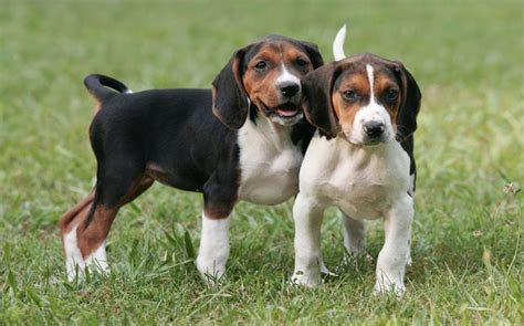 Methods to Train American English Coonhound Dog- Strategies and Techniques for Easy Training of Pets